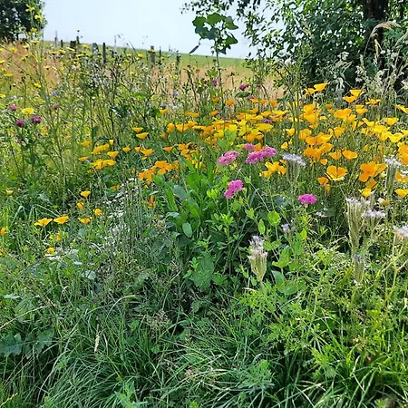 Wellness In Der Biene Bergisches Land